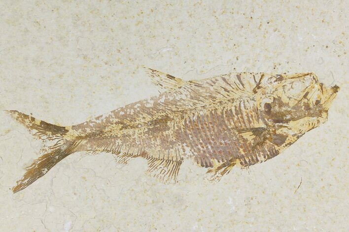 Bargain, Fossil Fish (Diplomystus) - Wyoming #177361